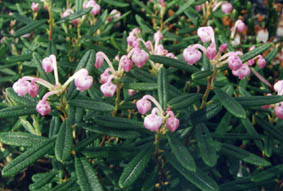 Andromeda polifolia compacta